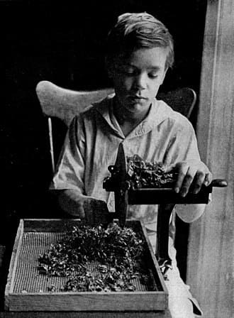 Ребенок нарезает листья мангольда перед сушкой на печи или сушилке на солнце, Швейцария, 1917 год.