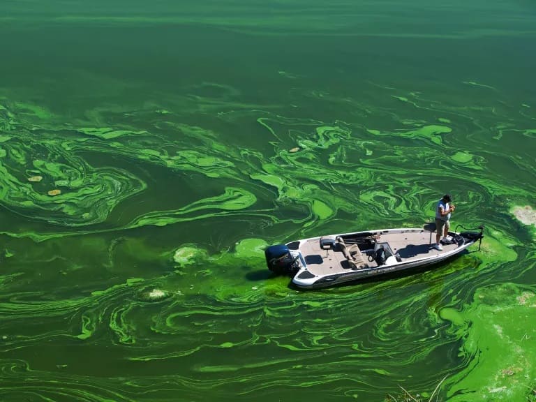 Токсичные зеленые водоросли в водохранилище Копко, северная Калифорния.Кредит: